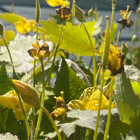 Stylophorum (Chelidonium) sutchuense